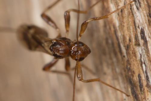 Réf. 243 592 : Spathius sp.